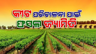 ଜମିରେ ପ୍ରାକୃତିକ ଉପାୟରେ  କୀଟ ପରିଚାଳନା | Crop Geometry for Pest Management