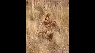 Silverton Bigfoot Captured on Video