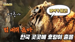 [보아가 간다] 범 내려 온다- 한국 곳곳에 호랑이 출몰