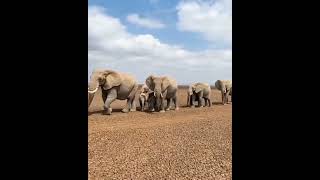 ചേട്ടാ ഈ കാട്ടിലേക്കുള്ള വഴി ഏതാ 😱😂🐘🐘 Elephant herd #shorts #elephant #viral #story #forest