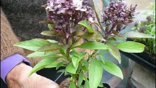 How To Basil Plant Care (Urdu/Hindi) How To Basil Plant Care (Urdu/Hindi)