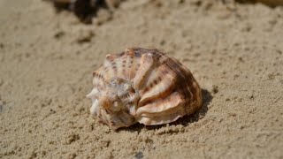 COASTAL FORAGING去海边赶海，刚到海边就发现海螺群居地，沙滩里还有海老鼠和蛏子。