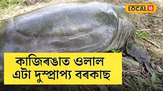 কাজিৰঙাৰ ওলাল এটা দুস্প্ৰাপ্য বৰকাছ #local18