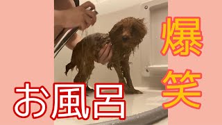 【風呂】3カ月の愛犬をお風呂にいれてみたら大爆笑だった！！