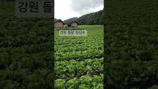 강원 첩첩산중 하산중 양상추밭에서