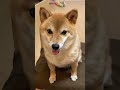 おやつをおねだりする柴犬が可愛すぎる