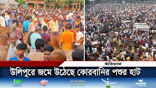 উলিপুরে জমে উঠেছে কোরবানির পশুর হাট , বিক্রি হচ্ছে মাঝারি সাইজের গরু | Kurigram News | Daily Ittefaq