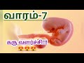 baby growth week 7 கரு வளர்ச்சி வாரம் 7 baby growth week by week in tamil