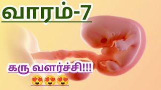 Baby Growth (Week-7)|| கரு வளர்ச்சி || வாரம்-7|| Baby Growth week by week in Tamil