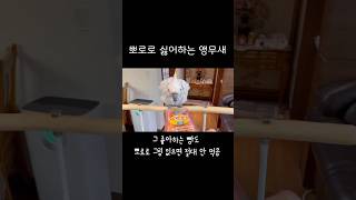 [다시보고싶은영상] 뽀로로 빵 싫어!