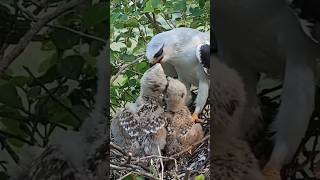 Eagle chicks pulls meat from mom's mouth in mid air (p3)#birds #baby #viral #shorts #short