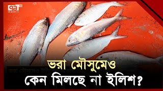 ভরা মৌসুমেও ইলিশের আকাল | Hilsha Ilish | Ekattor TV