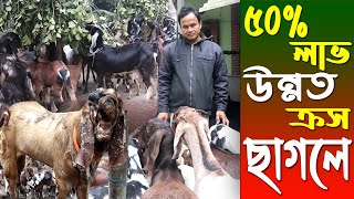 ১টি থেকে ৫০টি ছাগলের খামার | উন্নত ক্রস জাতের ছাগল পালন পদ্ধতি | Goat farming - Safollo Kotha