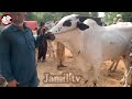 today domail mandi latest update 2023 ll part 2 ll domail bulls ll jamil tv ll