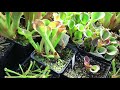 greenhouse carnivorous plant tour nepenthes cephalotus and more 1080p