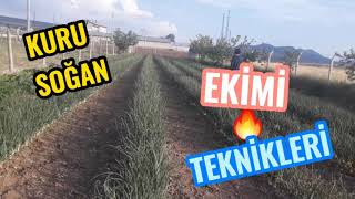 KURU SOĞAN YETİŞTİRME TEKNİKLERİ