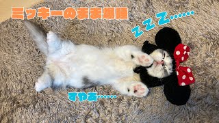 ミッキーの耳をつけたまま爆睡してしまう子猫がかわいい【生後３ヶ月】【短足ミヌエット】