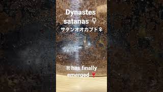 【ヒナ天】Dynastes satanas ♀ It has finally emerged ❤️