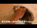 お仕置きしたらブチギレの赤ちゃんフェレット【飼育日記 15】