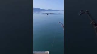 Unbelievable Orca Fishing Footage