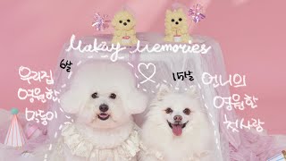 좌충우돌 강아지들과 추억 남기기💕|강아지 스튜디오 촬영, 노견과의 추억🐶, 촬영 팁, 촬영 브이로그