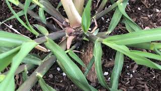 Growing Red Florida Sugarcane Update