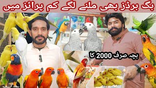 big birds offer 2000 ka baccha milega@MultanPets