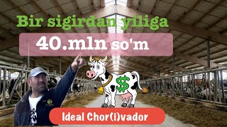 1-son Ideal Chorva | Yangi loyiha | Daniyadan mol olib kelindi. Ratsion buqalar , sigirlar, buzoq...