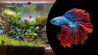 70L Dennerle Scapers Tank Asian Peninsula Complete Series