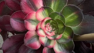 1/10/25 SUCCULENTS ON SALE | BÁN SEN ĐÁ LELE (408) 883 5495