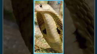 సర్జికల్ వార్డులో 10 పాము పిల్లలు..| Snakes | Zee Telugu News