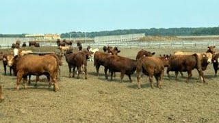 6U Cattle Company 900# Angus X Heifers