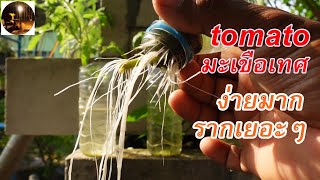 ชำน้ำต้นมะเขือเทศรากเยอะๆ Root the tomato cuttings.  #Ep.139สวนผักหลังบ้าน