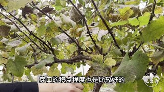 第一年种植的葡萄苗木，该怎么施加基肥，是否都采用开沟施加？