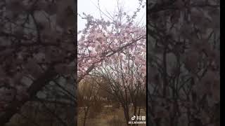 真的是忽如一夜春风来，千树万树梨花开