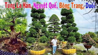 Lê Khải 6/11 chia sẻ Duối Song Sinh, Tùng La Hán, Nguyệt Quế, Bông Trang #0907819719