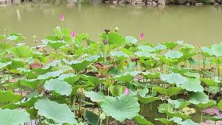 茶亭公园赏荷花，季末了，花都凋谢了#一花一草一世界 #夏日荷花