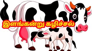 இளங்கன்று கழிச்சல் நோய் / கன்று கழிச்சல் நோய் ஏற்படுவதற்கான காரணங்கள்