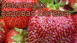 Земляника садовая Богема (fragaria ananassa) 🌿 Богема обзор: как сажать, рассада земляники Богема