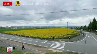 🔴 LIVE中継｜ひまわりの丘公園へ行ってみよう！🌻ひまわり一望できる高台からの眺め