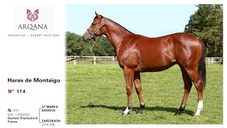 Arqana 2024.08 Select sale - N° 114, M. / St Mark's Basilica, présenté par le Haras De Montaigu