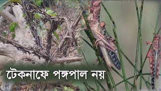 টেকনাফের পতঙ্গ পঙ্গপাল নয়, এক বিশেষ প্রজাতির ফড়িং | পঙ্গপালের ১২ প্রজাতির সাথে মিল নেই এদের 1May.20