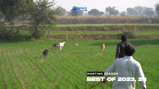 Greyhound Racing Dog Best Of 2023, 24 / Rabbit Hunting With Tazi Dogs / Galgos vs liebres