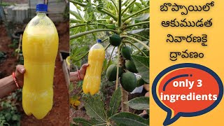 బొప్పాయిలో ఆకుముడత నివారణకై ద్రావణం...\\\\ A simple remedy to kill papaya leaf curl virus..