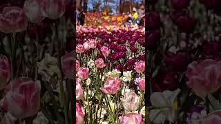 Watch the amazing Floriade flower festival in 7 seconds - Canberra, Australia!! #floriade #tulips