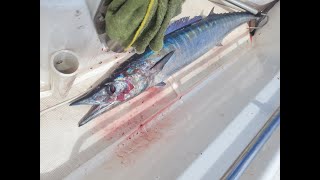 Onos, aka Wahoo, on the 40 ledge out of Waianae, Oahu, Hawaii