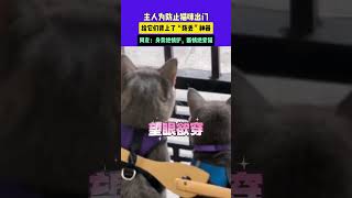 为防止猫咪出门，给它们背上了“防丢”神器，网友：身背绝情铲，断情绝爱猫#猫咪 