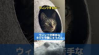 ウィンクが超絶苦手なキジトラ猫 #shorts #cat #ウィンク#優しい猫