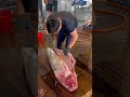 how to cut bluefin tuna bluefintuna