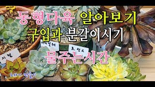 다육이키우기 겨울에성장한다는★동형다육★종류알아보기와키우기